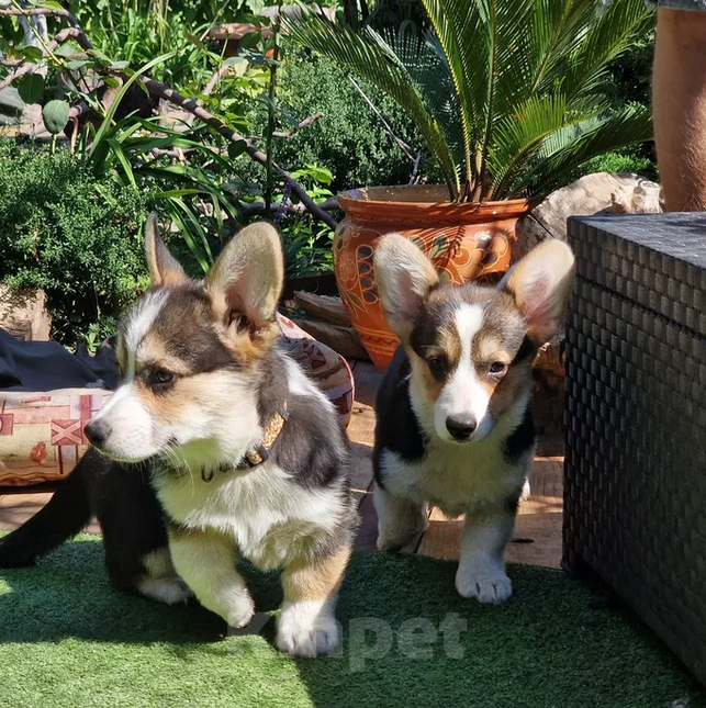 Собаки в Москве: Щенки Вельш Корги Пемброк  Девочка, 25 000 руб. - фото 4