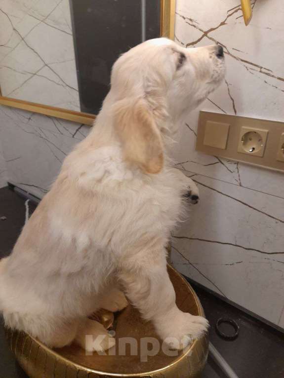 Собаки в других городах Московской области: Супер щенки от международных чемпионов Мальчик, Бесплатно - фото 10