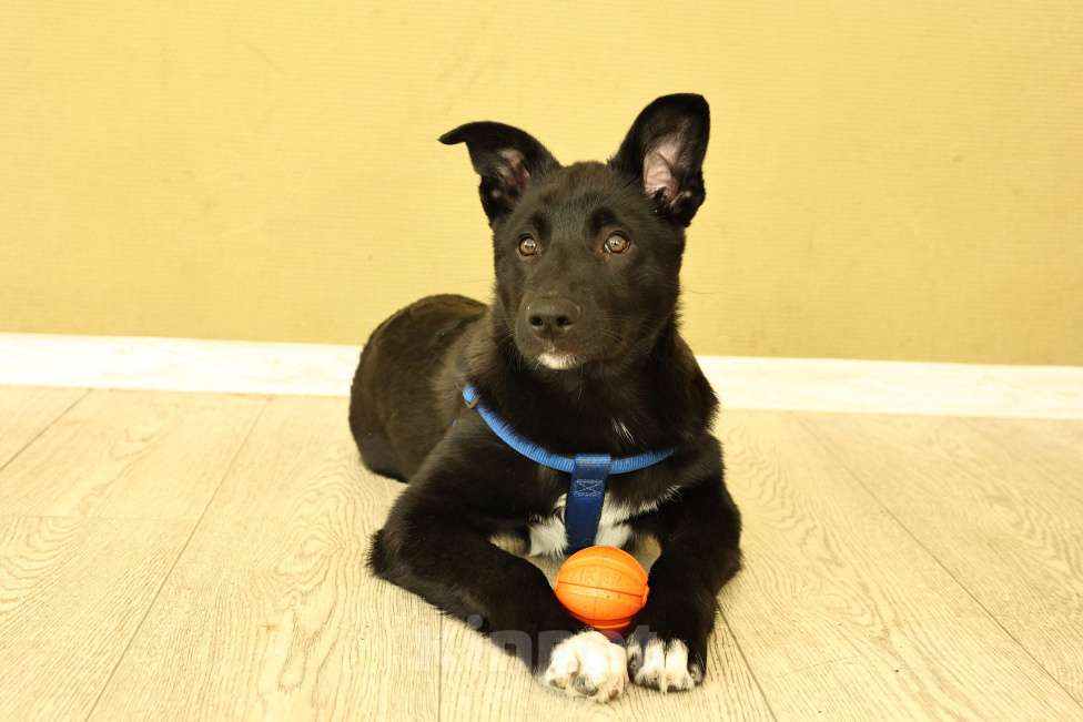 Собаки в Москве: Щенок бесплатно в Москве Мальчик, Бесплатно - фото 2