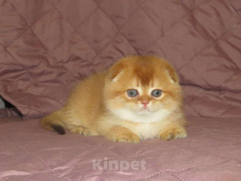 Кошки в Москве: роскошный шотландский котенок -мальчик Мальчик, 100 000 руб. - фото 2