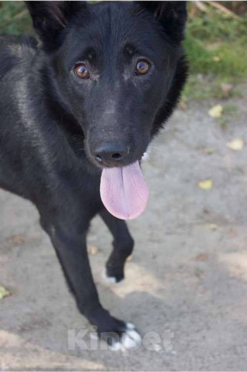 Собаки в Ярославле: Альма в добрые руки Девочка, Бесплатно - фото 3