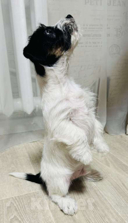 Собаки в Южном-Сахалинске: Щенок Джек-рассел-терьера Мальчик, 60 000 руб. - фото 8