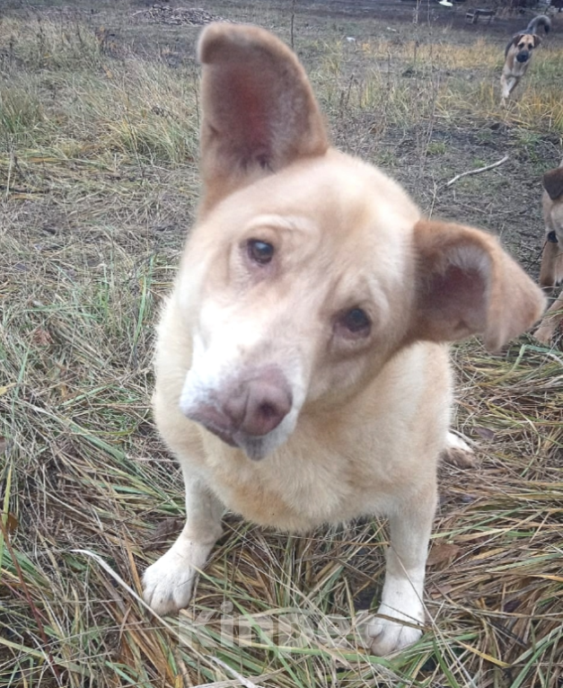 Собаки в Тамбове: Айк Мальчик, Бесплатно - фото 3