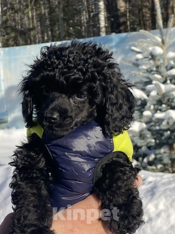 Собаки в Березовском: Мальчик Мальчик, 45 000 руб. - фото 4