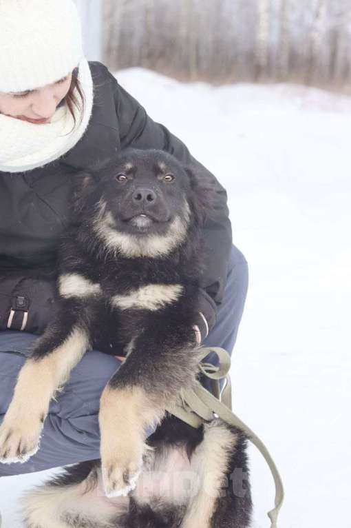 Собаки в Новосибирске: Щенок в добрые руки Девочка, 100 руб. - фото 4