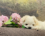 Собаки в Тюмени: Щенок Мальтийской болонки Девочка, 120 000 руб. - фото 4