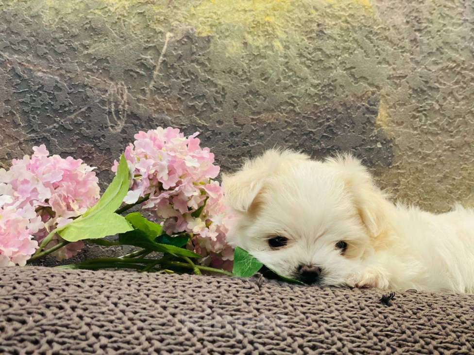 Собаки в Тюмени: Щенок Мальтийской болонки Девочка, 120 000 руб. - фото 4