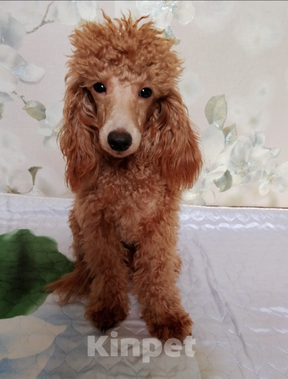 Собаки в Шахте: Щенки пуделя миниатюра. Разнополые, 45 000 руб. - фото 6