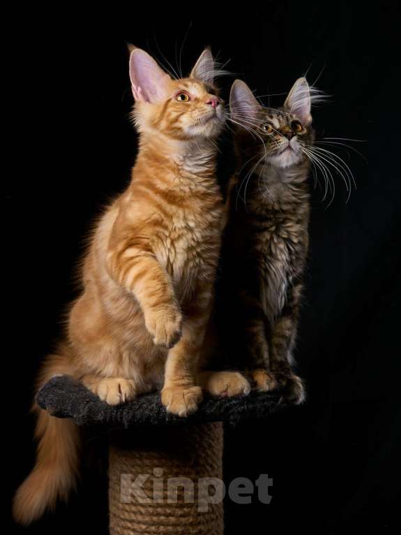 Кошки в Княгинино: Котята Мейн-куна, 30 000 руб. - фото 1