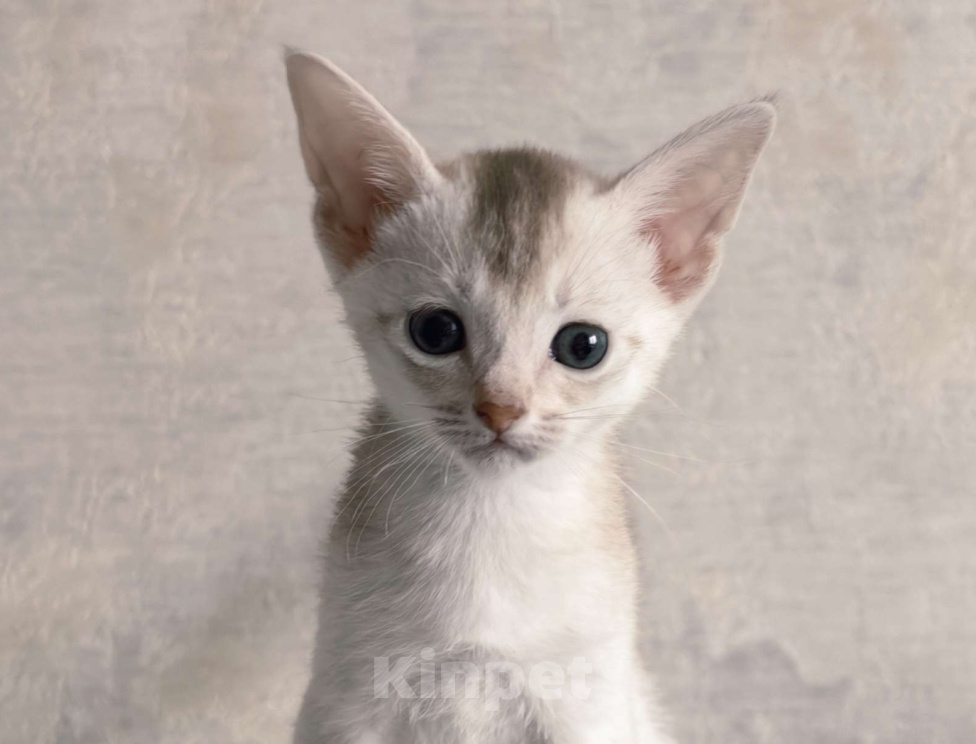 Кошки в Тюмени: Абиссинский котенок серебро Мальчик, 70 000 руб. - фото 1