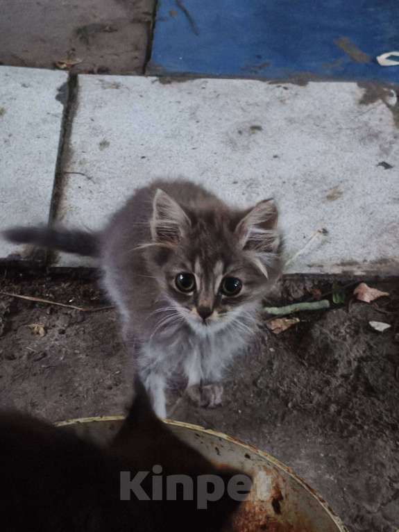 Кошки в других городах Московской области: Суперкотик Девочка, Бесплатно - фото 2