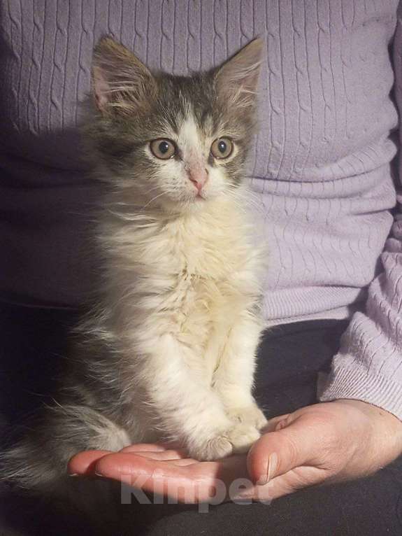 Кошки в Краснодаре: Котенок в добрые руки Девочка, Бесплатно - фото 1