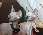 Кошки в Хабаровске: Канадский сфинкс Девочка, 30 000 руб. - фото 3