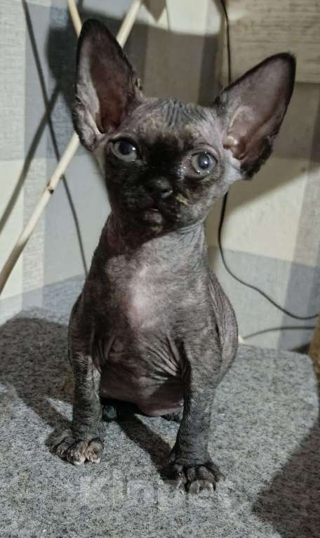 Кошки в Москве: Девочка черепашка Девочка, Бесплатно - фото 1