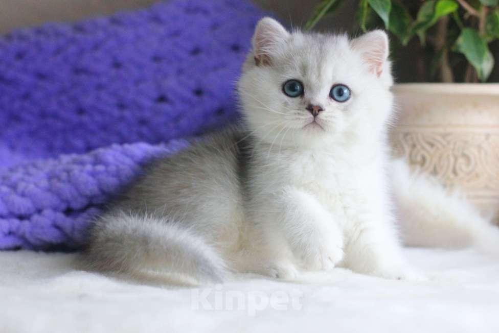 Кошки в Москве: Красивый мальчик серебристая шиншилла Мальчик, 70 000 руб. - фото 6