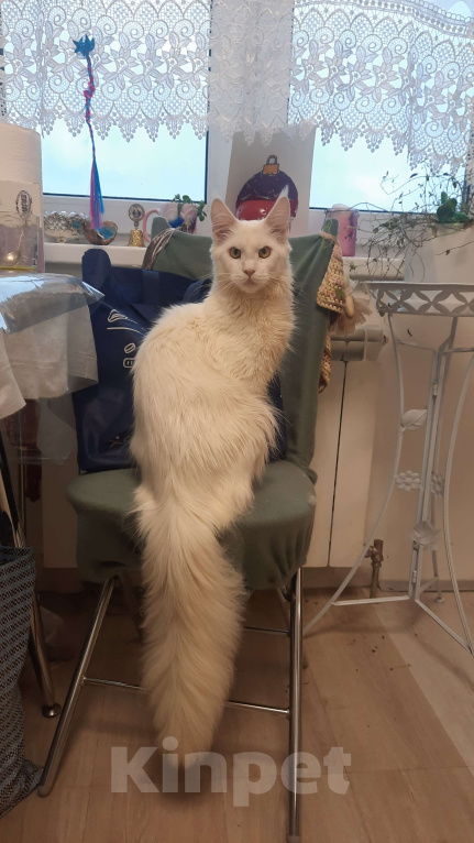 Кошки в Москве: Кошечка в разведение с родословной! Девочка, 35 000 руб. - фото 2