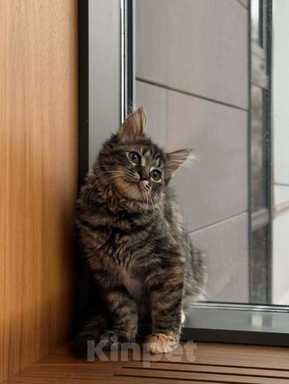 Кошки в Москве: котенок Гвен ищет дом Девочка, Бесплатно - фото 3