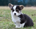 Собаки в Санкт-Петербурге: Вельш Корги Пемброк Девочка, Бесплатно - фото 4