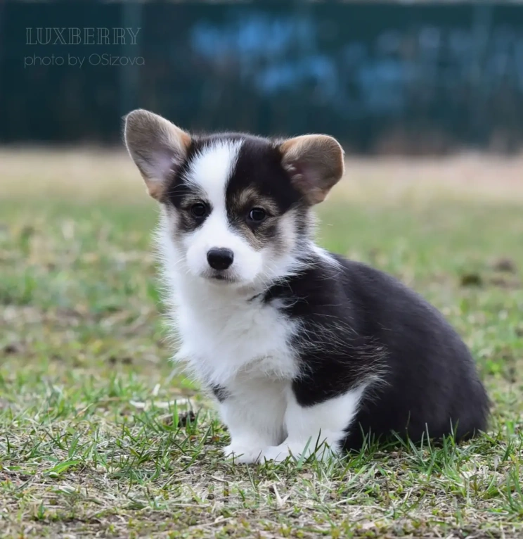 Собаки в Санкт-Петербурге: Вельш Корги Пемброк Девочка, Бесплатно - фото 4
