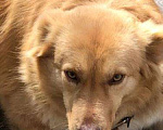 Собаки в Пушкино: В добрые руки Девочка, Бесплатно - фото 2