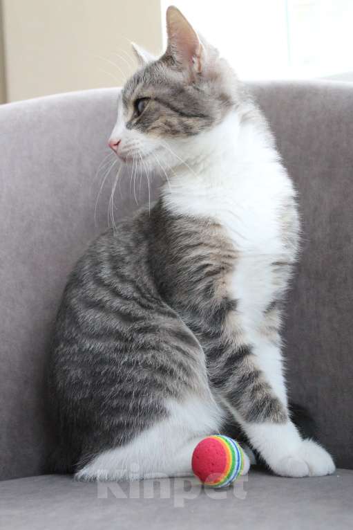 Кошки в Красногорске: Ищем дом Марсику! Мальчик, Бесплатно - фото 6