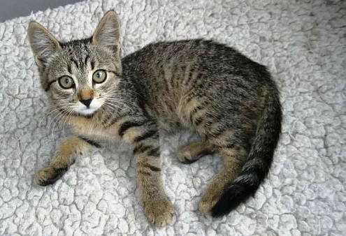 В добрые руки