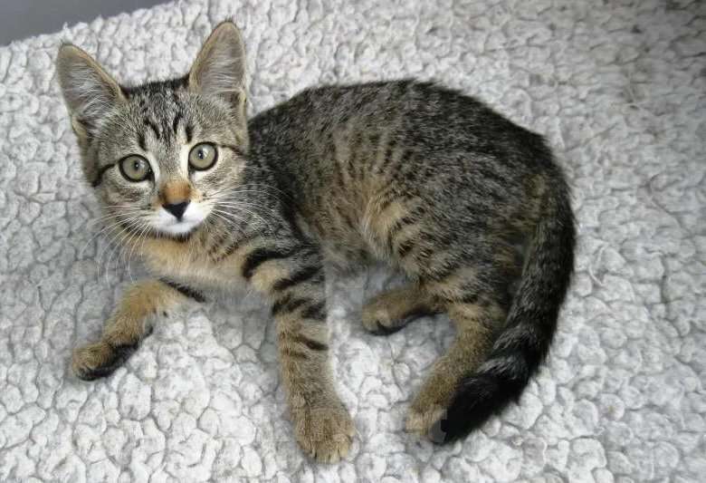 Кошки в Москве: В добрые руки Девочка, Бесплатно - фото 1