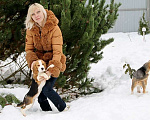 Собаки в Москве: щенки бигля из питомника Линус Юлиус Девочка, 50 000 руб. - фото 3