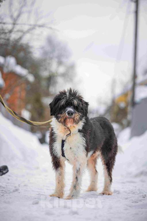 Собаки в Москве: Собака-мечта бородатик Тайсон в добрые руки Мальчик, Бесплатно - фото 3
