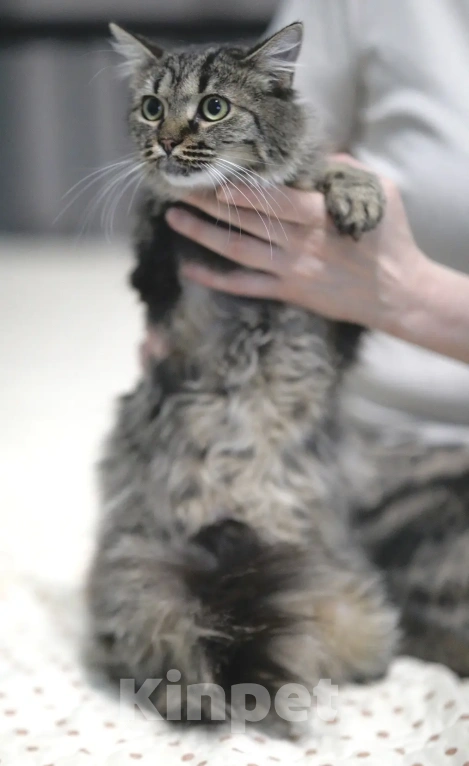 Кошки в Москве: Ласковый Чубакка ищет дом Мальчик, Бесплатно - фото 2