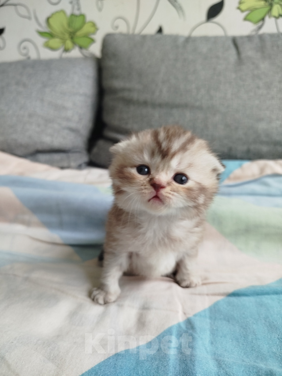 Кошки в Санкт-Петербурге: Шотландские котята Мальчик, Бесплатно - фото 8