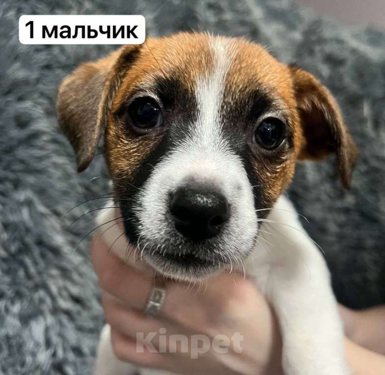 Собаки в Санкт-Петербурге: Азарт Мальчик, 50 000 руб. - фото 1