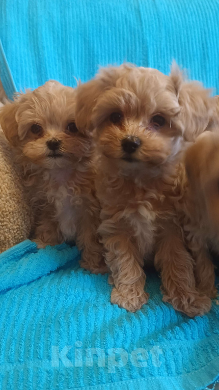 Собаки в Санкт-Петербурге: Малыши мальтипу Девочка, 93 000 руб. - фото 4