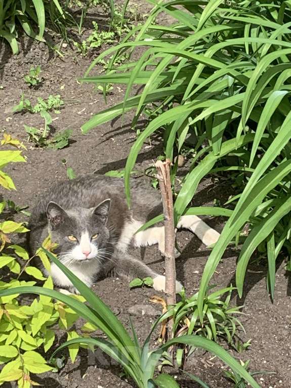 Кошки в Тюмени: серый кот в добрые руки Мальчик, Бесплатно - фото 2