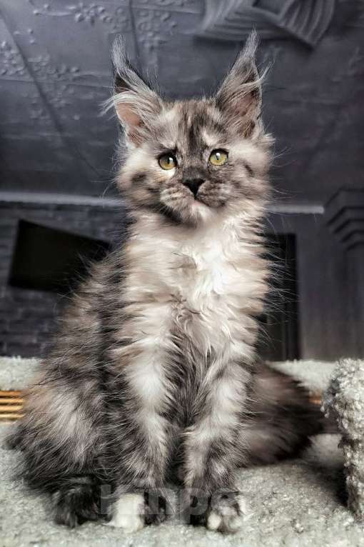 Кошки в Москве: Девочка Свободна для резерва Девочка, 40 000 руб. - фото 2