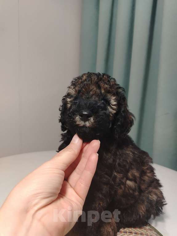 Собаки в Котельнике: Пудель с документами РКФ Разнополые, Бесплатно - фото 8