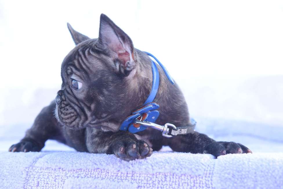 Собаки в Москве: Французский бульдог мальчик тигровый Мальчик, 40 000 руб. - фото 6