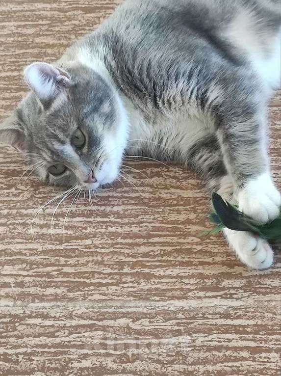 Кошки в Санкт-Петербурге: Мэй, серебристо-дымчатая кошечка, ищет свой дом Девочка, 10 руб. - фото 2