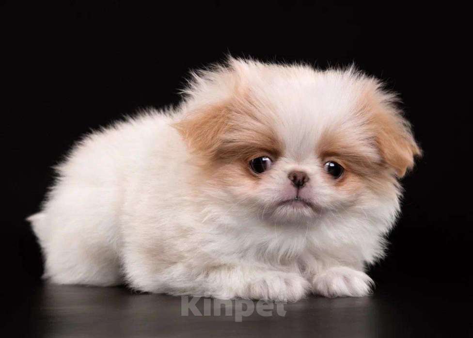 Собаки в других городах Нижегородской области: Щенки породы японский хин Девочка, Бесплатно - фото 6