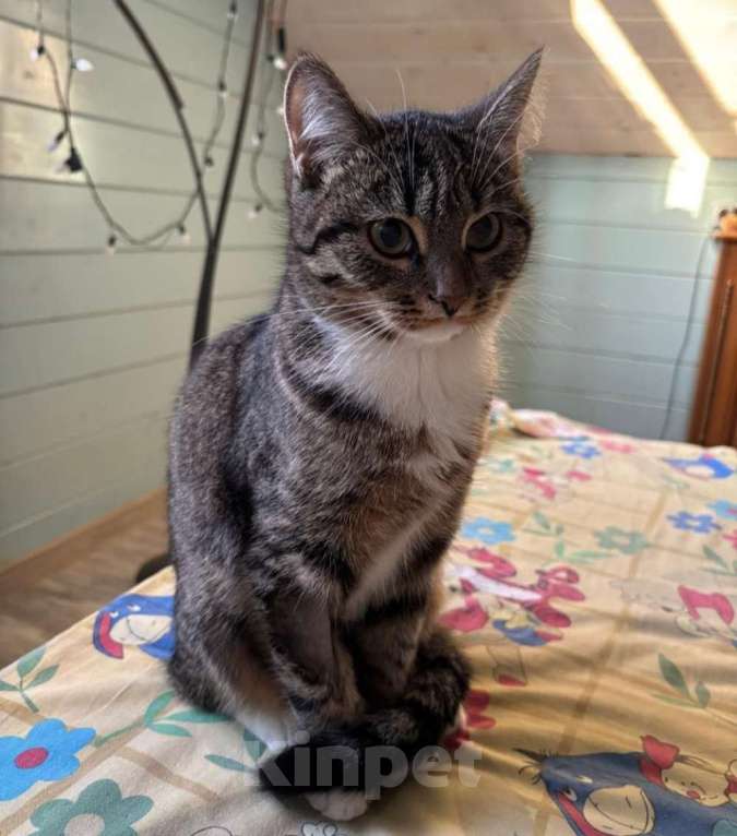 Кошки в Москве: Ласка, просто кошка. Молодая кошечка в добрые руки. Девочка, Бесплатно - фото 2