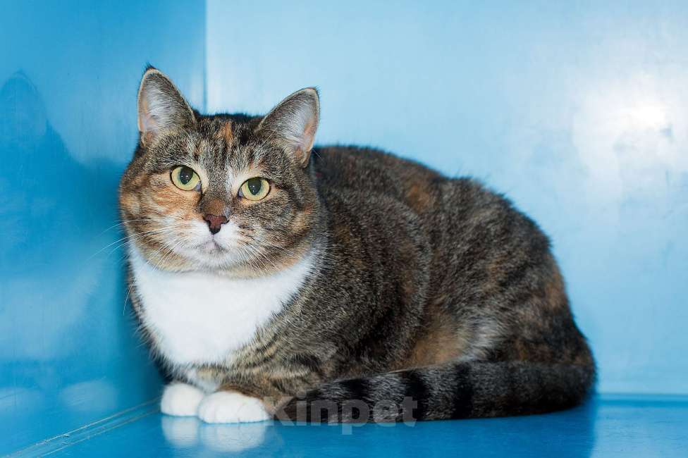 Кошки в Москве: Маленькая  Девочка, Бесплатно - фото 2