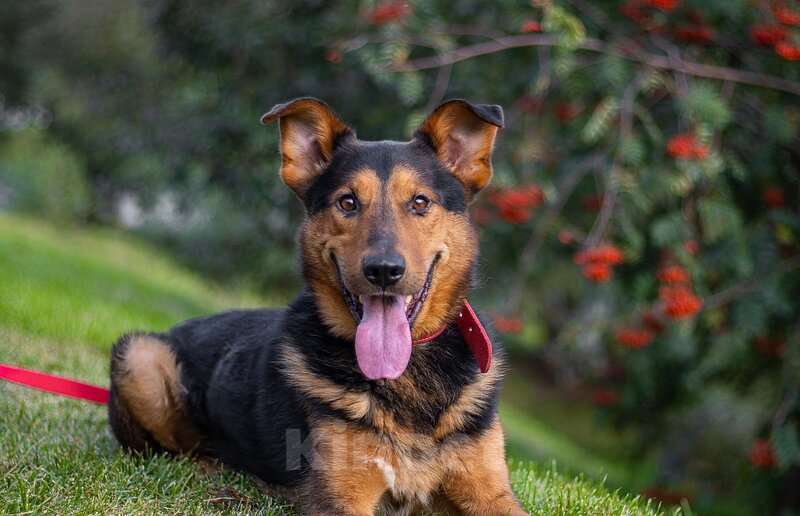Собаки в Москве: Пёс-компаньон Марс после спасения ищет дом Мальчик, 1 руб. - фото 3
