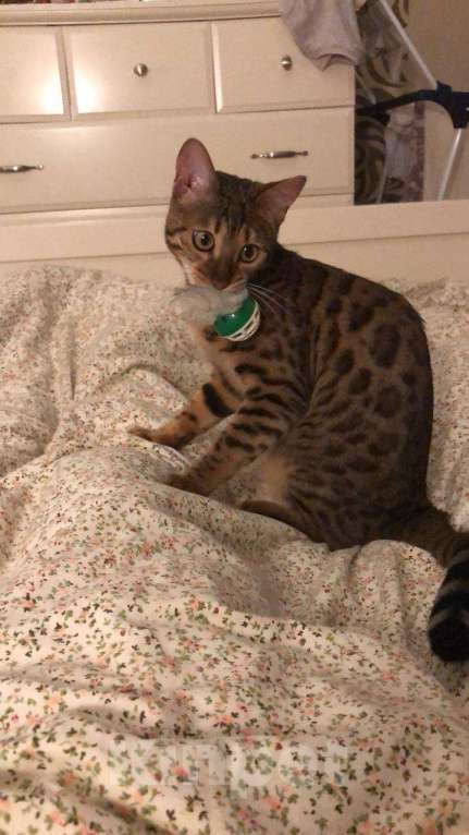 Кошки в Мытищах: Потерялась кошка Девочка, 10 руб. - фото 4