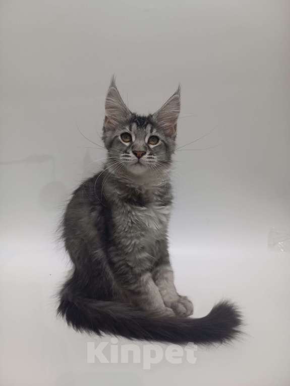 Кошки в других городах Ярославской области: Кошечка Мейн-кун  Девочка, 20 000 руб. - фото 2