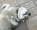 Собаки в Новосибирске: Кучум ищет добрую семью Мальчик, Бесплатно - фото 3