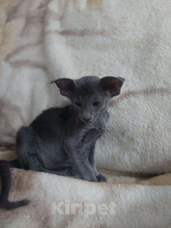 Кошки в Пскове: Оринтальные котята Мальчик, 70 000 руб. - фото 3