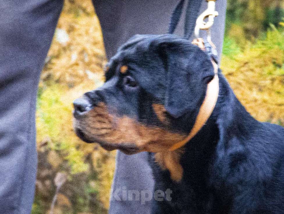 Собаки в Смоленске: Звезда Давида Броня Девочка, 120 000 руб. - фото 7