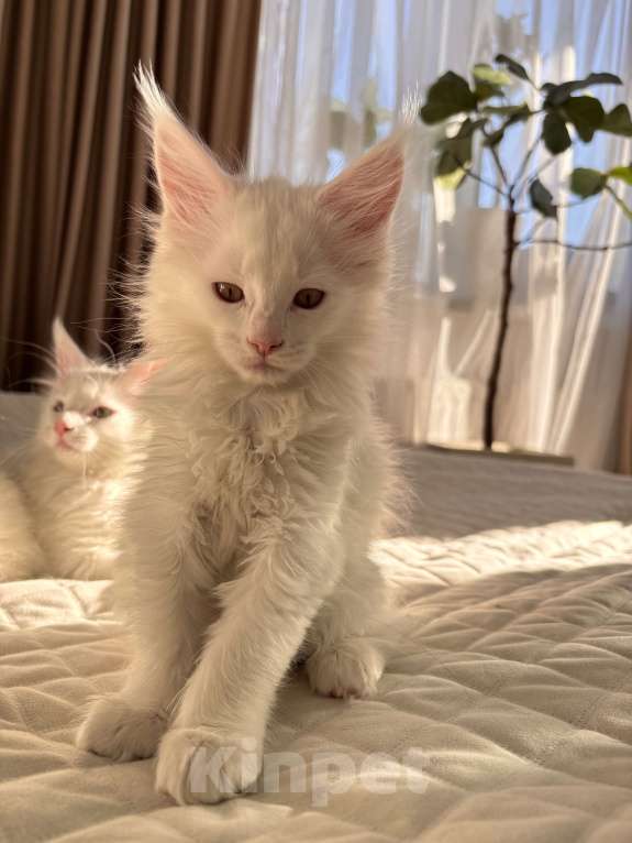 Кошки в Калининграде: Чистокровный котенок Мэйкун Мальчик, 50 000 руб. - фото 2
