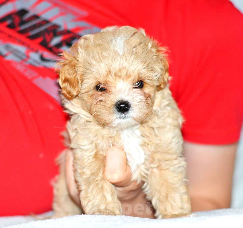 Собаки в других городах Свердловской области: карамельная малышка мальтипу F1 мини Девочка, 120 000 руб. - фото 1