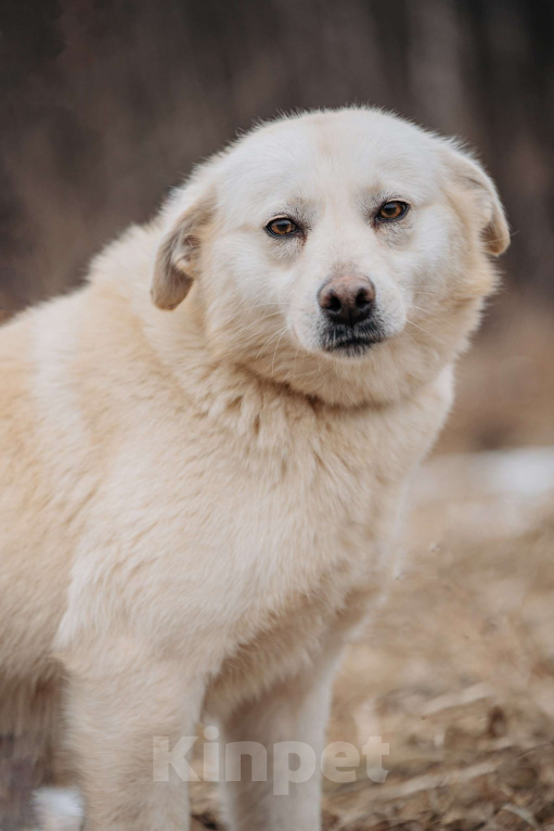 Собаки в Москве: Компаньон Девочка, Бесплатно - фото 2